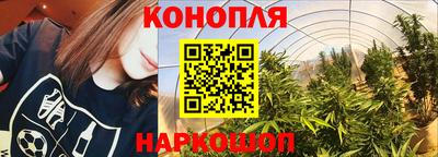 крисы Кингисепп